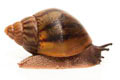 Achatina achatin achatina Ghana typ 1d juvenil
